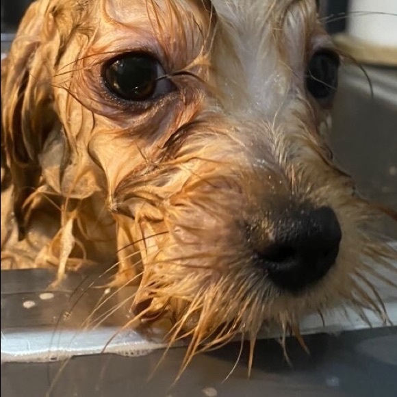 Meet your Posher, Brian - Picture 1 of 1